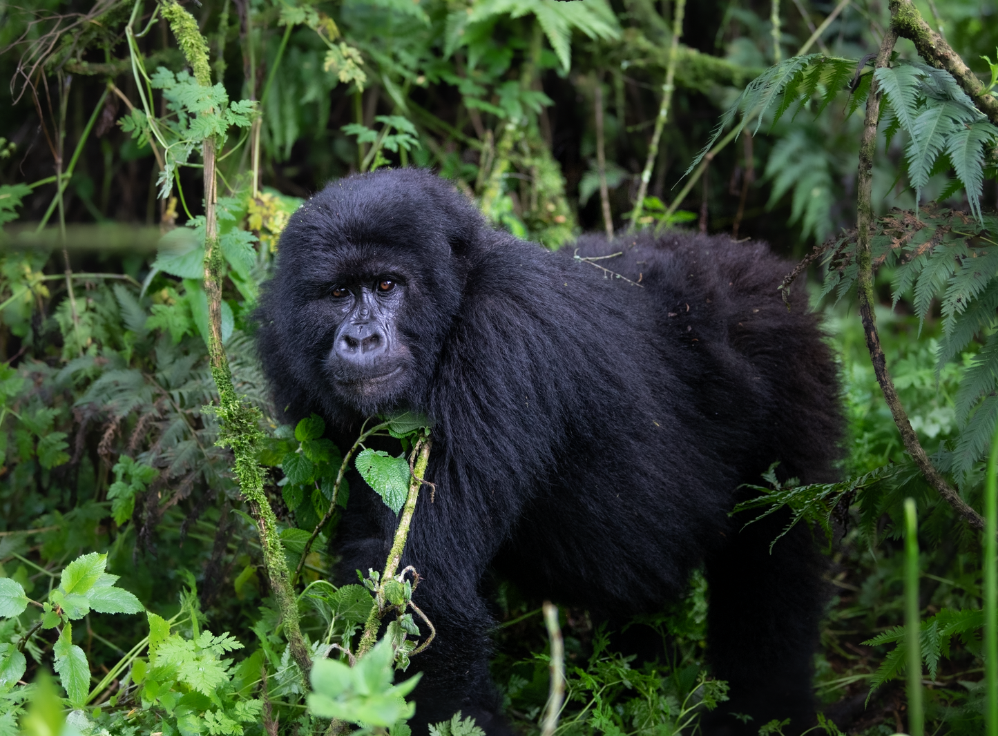 La caminata en la selva